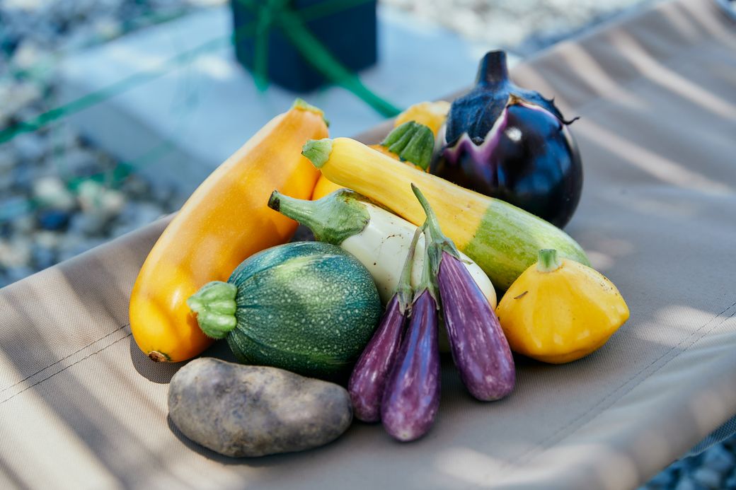 【前編】触れて食べて! 野菜がもっと好きになる「ヤサイな仲間たちファーム」に行ってきました